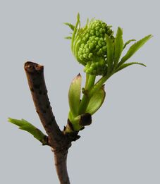Sambucus racemosa20100404 18.jpg