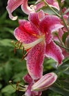 Stargazer Lillies Lillium orientale 'Stargazer' Flower 2000px.jpg