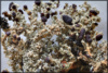Stereocaulon dactylophyllum-KPABG(L)-3435.png