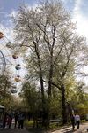 Черешни Бурдзинского