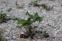 Alpen-Pestwurz (Petasites paradoxus).jpg