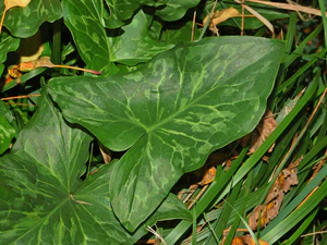Araceae - Arum italicum.JPG