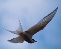 Arctic Tern 1997-08-04.jpg