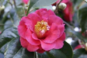 Camellia japonica flower 2.jpg