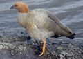 Красноголовый гусь (Chloephaga rubidiceps)