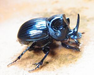 Copris lunaris side