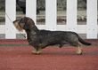 Dachshund mini.JPG