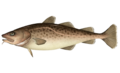 Gadus macrocephalus.png