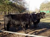 Imposanter Stier und Kuh.JPG