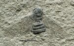 Liometopum imhoffii UMJ77491 Dorsal.jpg