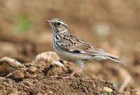 Lullula arborea (Ján Svetlík).jpg
