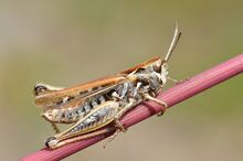 Myrmeleotettix maculatus female (10914512846).jpg