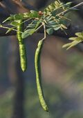 Pods I IMG 3110.jpg