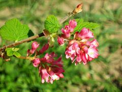Ribes sanguineum.jpg