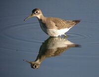Solitary Sandpiper.jpg