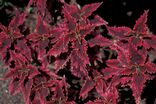 Starr 980529-4246 Solenostemon scutellarioides.jpg