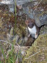 Stoat2007 06 04.jpg