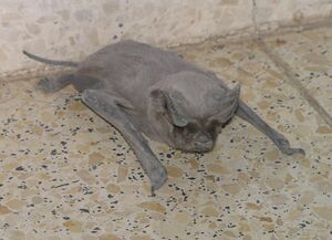 Tadarida Teniotis265.JPG