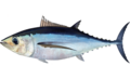 Thunnus alalunga.png