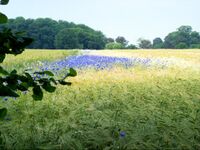 XN Centaurea cyanus 01.jpg