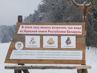 Боровлянский лес п.Опытный.jpg
