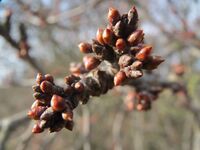20140206Prunus cerasifera Neulussheim1.jpg