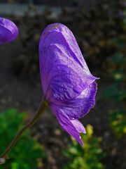 Aconitum carmichaelii var. wilsonii 003.JPG