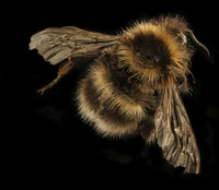 Bombus hortorum, m, back, Christchurch, New Zealand 2017-05-30-17.55 (36488694754).jpg