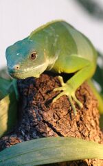 Brachylophus vitiensis.jpg
