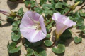 Calystegia soldanella 060524wa.jpg