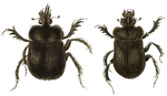 Ceratophyus polyceros.png