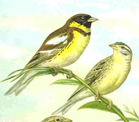 Emberiza aureola Naumann.jpg