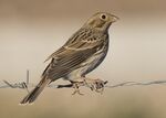Emberiza calandra - Corn Bunting, Kahramanmaraş 2016-11-18 03-4.jpg