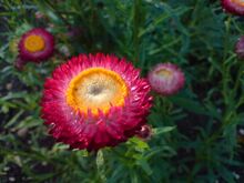 Helichrysum bracteatum (Garten-Strohblume)-3.JPG