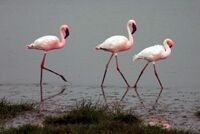 Lesser-flamingos.jpg