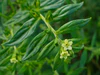Lithospermum officinale 002.JPG