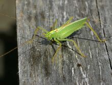 Meconema thalassinum01.jpg