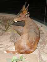 Muntiacus vaginalis - Kunming Natural History Museum of Zoology - DSC02540.JPG