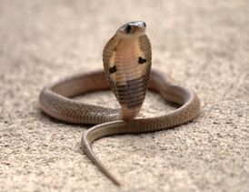 Naja naja juvenile (Karnataka).jpg