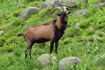 Nationalpark Hohe Tauern - Gletscherweg Innergschlöß - 58 - Ziegenbock (vermutlich Pinzgauer).jpg
