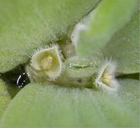 Pistia stratiotes Flower01.jpg