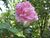 Rosa 'Conrad Ferdinand Meyer'.JPG