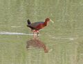 Rufous-necked Wood Rail.jpg