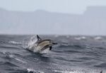 Short-beaked Common Dolphin (Delphinus delphis) 4.jpg