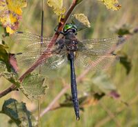 Somatochlora arctica.JPG