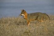 Urocyon littoralis standing.jpg