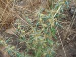 Xanthium spinosum.JPG