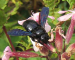 Xylocopa kleptolektie.jpg