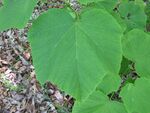 Acer nipponicum1.jpg