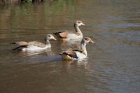 Alopochen aegyptiaca, swimming, Lake Manyara NP, Tanzania.jpg